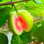 Large Pink Guava Tree for Planting, 18 to 24 Inches Height in Pot, Sweet Guava Trees Fruit for Gardening