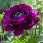 Pack of 30 Mix Flowers Bulbs for Spring Planting, Ranunculus Bulbs for Planting, Spring Blooms Vibrant Perennial Bulbs for Garden Borders (Purple Ranunculus)