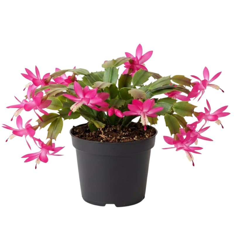 Dark Pink Christmas Cactus Plants Live in 4 Inch Pot, Perennial Christmas Thanksgiving Cactus Plants Potted, Vibrant Flower Holiday Houseplant Indoors Outdoors