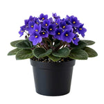 African Violets Live Plant, Purple African Violet Plant, 3-5 Inches Tall, Vibrant Blooms, Easy Care Indoor Flowering Plants for Home and Office Decoration
