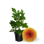 2 Mums Plants Live, Yellow Orange Chrysanthemum Plants Live, 5 to 7 Inc in Height, No Potted, Chrysanthemum Flower Mum Live Plant