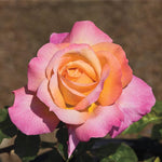 Rose Plant Live, Roses Bush for Outdoor Garden, 5-10 Inch Tall, Ornamental Flowering Shrub with Fragrant Blooms, Ready to Plant (Coral Rose)