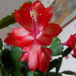 Christmas Cactus Plants Live, Thanksgiving Cactus Easter Cactus Like, 4-8 Inc Tall, Cold Hardy, Holiday Cactus for Indoor Outdoor Planting, Starter Size (Red)