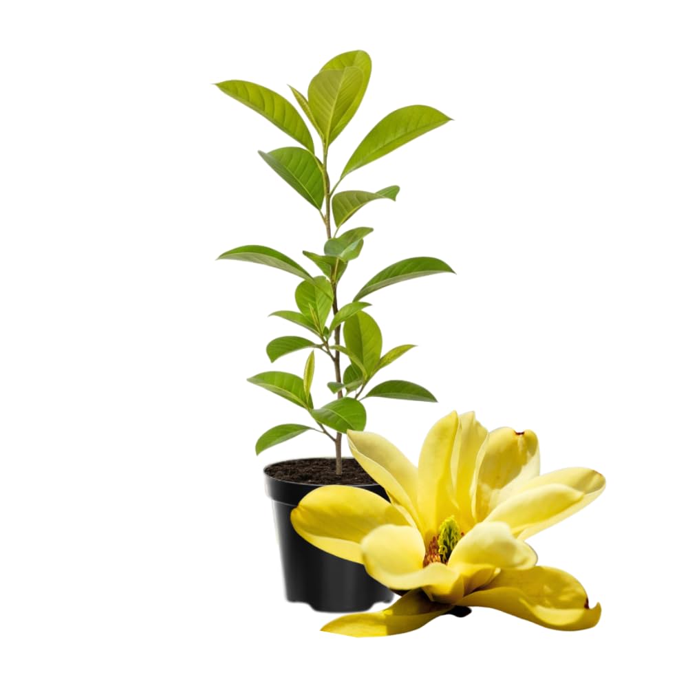 Magnolia Tree Live Plant 4-8 Inches, Pink Blooms Magnolia Bush, Fragrant Magnolia for Growing (Yellow Magnolia)