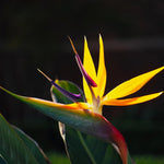 Sets 2 Yellow Bird of Paradise Plants Live, Striking Blue Yellow Blooms, 5 to 9 Inc Tall, No Pot, Tropical Houseplant, Exotic and Vibrant Color