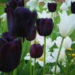 10 Tulip Bulbs for Spring Planting, Black Tulip Bulbs for Fall Planting, Flower Bulbs Growing