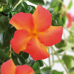 3 Orange Mandevilla Plants Live, 5-10” Tall Flowering Mandevilla Vines for Trellis, Outdoor Patio, Garden Pots, Trailing Mandevilla Seedlings