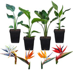 Sets 2 Assorted Bird of Paradise Plants Live, Mixed, 5 to 9 Inc Tall, No Pot, Tropical Houseplant, Exotic and Vibrant Color