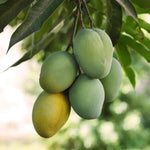 NAM Doc Mai Mango Tree Live Plant Grafted, 14 to 18 Inches Tall in Pot, Ready to Bear Fruit in 1 Year, Sweet Mango Tree for Planting