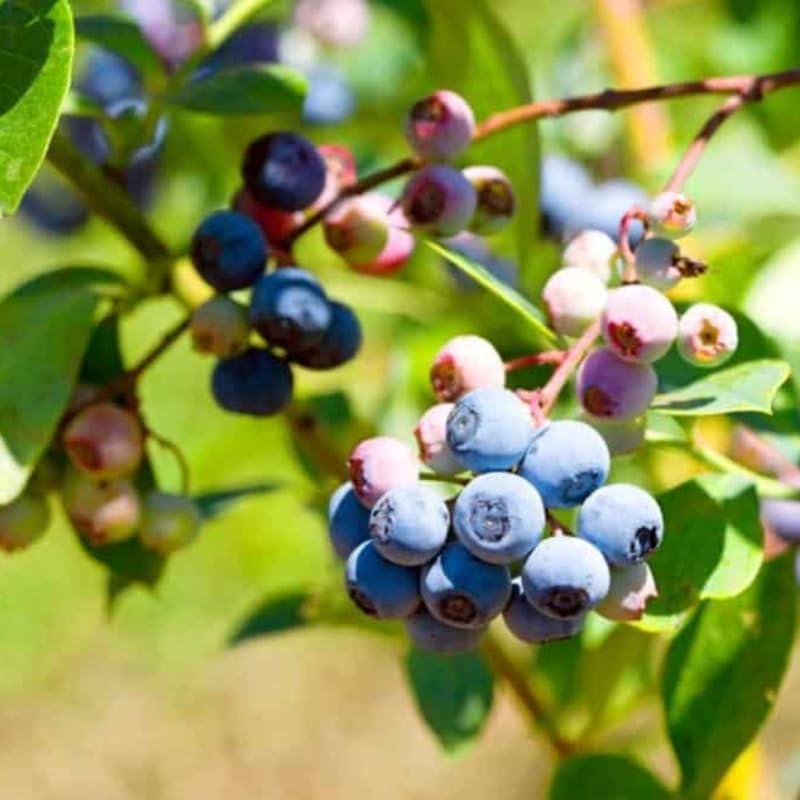 2 Blueberry Plants, Blueberry Tree Live Plant, Blueberry Shrub 1 Year Old, Sweet Blueberry Bush Live Plant, Blueberries Bareroots (Biloxi Blueberry)
