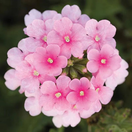 2 Pink Verbena Plants Live, Perennial Ground Cover or Trailing Bushes Shrubs, 5-9 Inches Tall, Verbena Flower for Planting