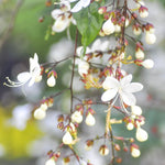 Clerodendrum Wallichii Plant, Chains of Glory Vine Light Bulbs, Clerodendrum Smithianum 4-9 Inch Tall
