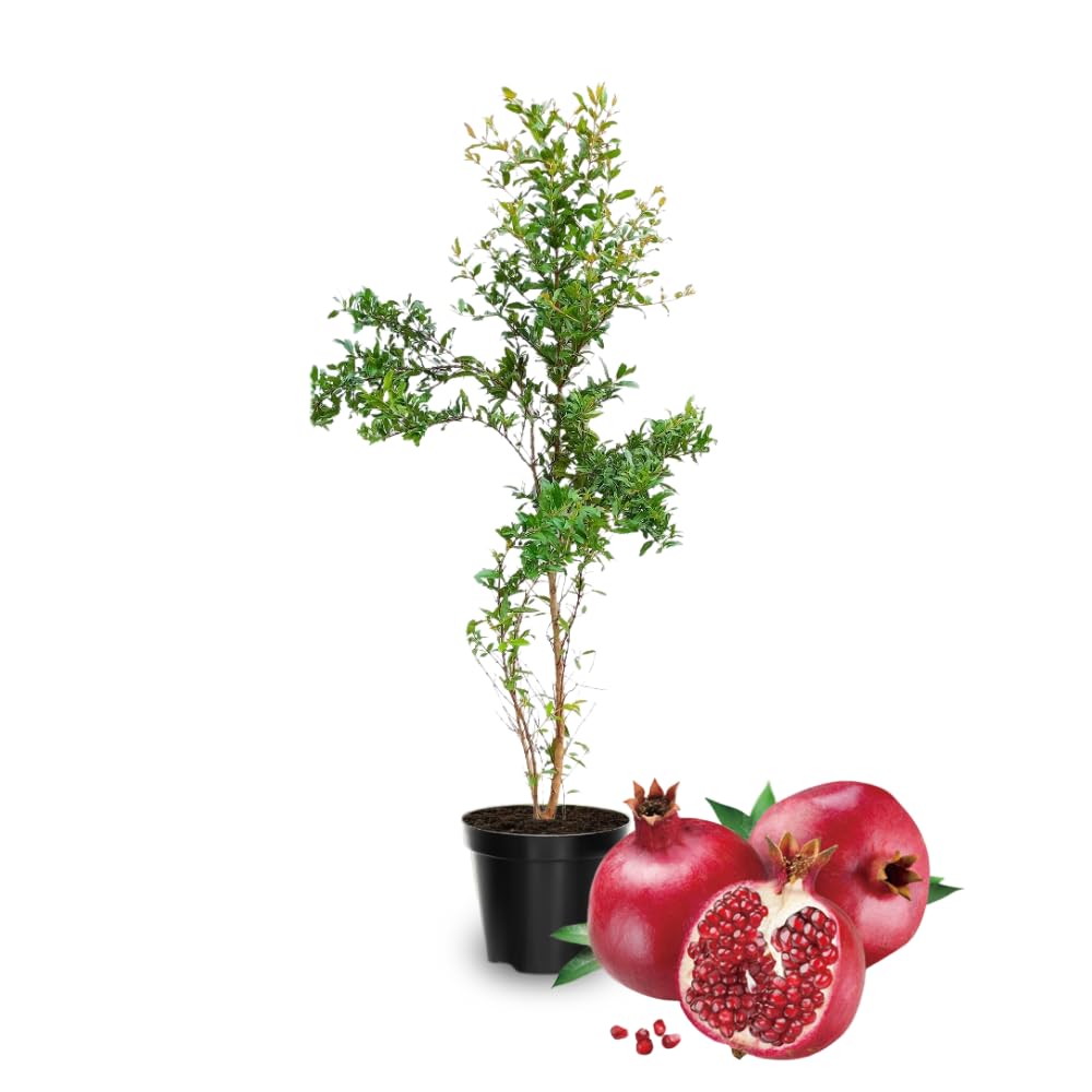 Pomegranate Tree Live Plant, 5 to 7 Inc Tall Seedling, Pomegranate Plant for Gardening