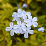 4 White Plumbago Live Plant, White Flowering Shrub, 4-7 Inches, Outdoor Garden Growing