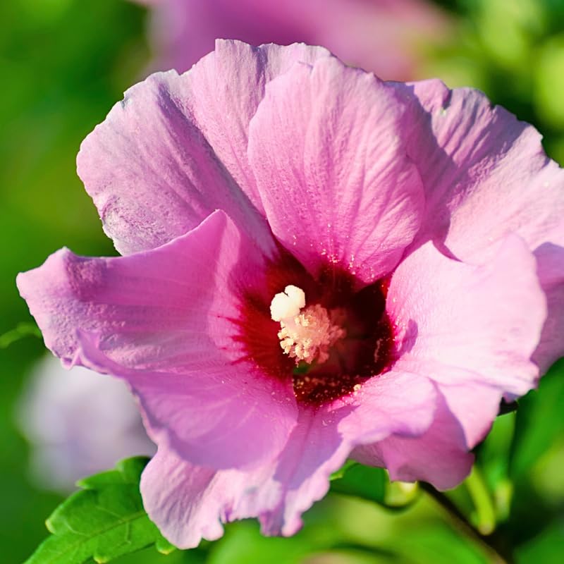 Live Rose of Sharon Plant 6-13" Tall, Althea Hibiscus Bush Well Rooted, Hardy Fragrant Hibiscus Syriacus Flowering Plant, Winter Dormant