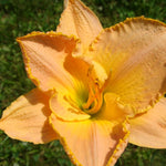 Set 10 Apricot Daylily Bulbs for Planting, Hardy Perennial Lily Roots for Colorful Summer Blooms