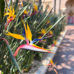 Bird of Paradise Plant Live, Yellow Bird of Paradise Live Plant from 9 to 12 Inches Tall, Flower Bush Plant