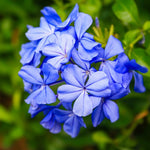 2 Blue Plumbago Plants, Live Plumbago Flowering Plant Well Rooted, 4 to 7 Inches