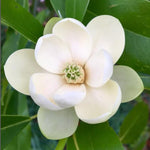 Sweetbay Magnolia Tree in Gallon Pot, Live Flowering Magnolia Tree, Hardy Ornamental Shade Trees with Fragrant Blooms