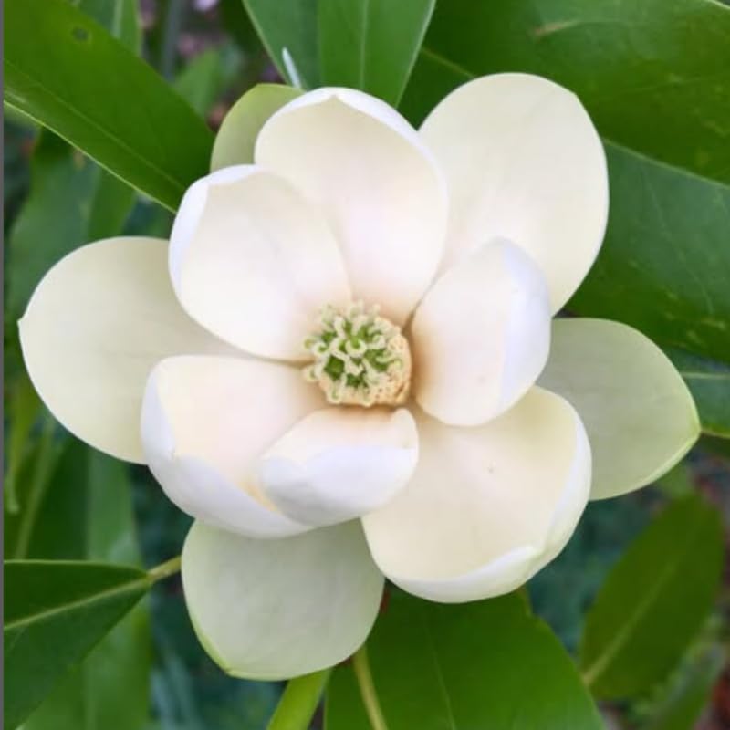 Sweetbay Magnolia Tree in Gallon Pot, Live Flowering Magnolia Tree, Hardy Ornamental Shade Trees with Fragrant Blooms