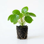Money Plants Live, Pilea Peperomioides Plant Live, Pilea Plant Live, 4-6 Inc Tall, Easy Care Indoor Houseplant for Home and Office Decor