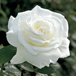Rose Plant Live, Fragrant Heirloom Flower Bush, 5-10 Inch Tall, Grows as Climbing or Shrub for Outdoor Garden, No Pot (White Rose)
