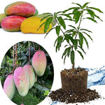 Valencia Mango Tree Live Plant Grafted, 14 to 18 Inches Tall in Pot, Ready to Bear Fruit in 1 Year, Sweet Mango Tree for Planting