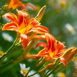 Set 10 Wild Orange Daylily Bulbs for Planting, Hardy Perennial Lily Roots for Colorful Summer Blooms