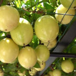 Yellow Passion Fruit Plant Live, Tropical Fruit Vine for Planting, 5-10" Tall, Sweet Edible Fruits