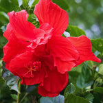 Hardy Hibiscus Plant Live, Double Red Hibiscus Tree Live Plant from 4 to 7 Inches Tall, Perennial Hibiscus Flower