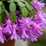 Christmas Cactus Plant Live, Starter Holiday Thanksgiving Cactus Plant for Indoor Outdoor Houseplants, Fasle Easter Cactus Plants Like, Cold Hardy, 5-9" in Tall (Purple)