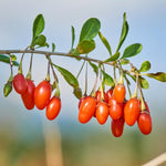 Pack 6 Cuttings Goji Berry Plant, 8-10" Unrooted Cutting, Bush Goji Berry Fruit Plant Cutting for Planting Outdoor Garden