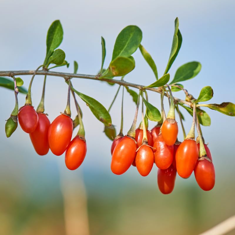 Pack 6 Cuttings Goji Berry Plant, 8-10" Unrooted Cutting, Bush Goji Berry Fruit Plant Cutting for Planting Outdoor Garden