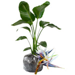 Bird of Paradise Plant Live Houseplant, 5 to 10 Inches Tall, Tropical Strelitzia Reginae Bird of Paradise Bush Live Plant (White Bird of Paradise)