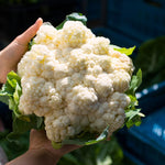 Live Cauliflower Plants 4-6'' Tall in 4'' Pot, Live Vegetable Plants, Outdoor Garden Growing, 2 Plants per Pot