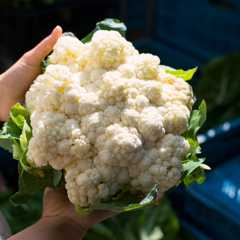 Live Cauliflower Plants 4-6'' Tall in 4'' Pot, Live Vegetable Plants, Outdoor Garden Growing, 2 Plants per Pot