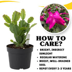 Pink Purple Christmas Cactus Plants Live in 4 Inch Pot, Perennial Christmas Thanksgiving Cactus Plants Potted, Vibrant Flower Holiday Houseplant Indoors Outdoors