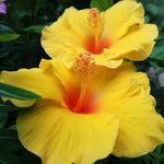 Hardy Hibiscus Plant Live, Yellow Hibiscus Tree Live Plant, 5 to 7 Inches Tall Live Plant, Perennial Hibiscus Flower Planting Outdoor Inside, Yellow Flower