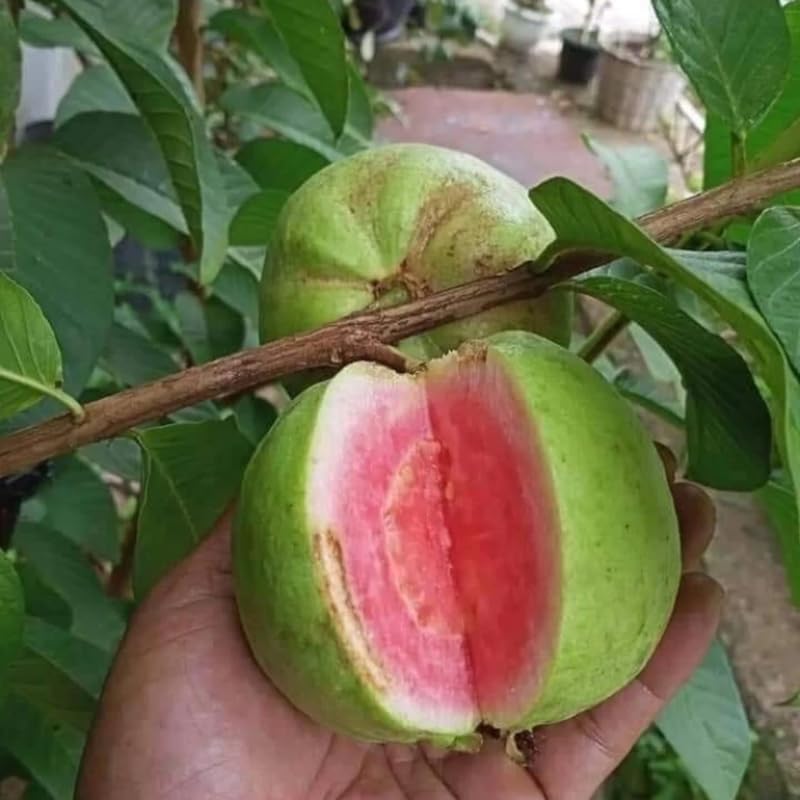 Large Sweet Pink Guava Tree for Planting, 20 to 24 Inches Height in Pot, Sweet Guava Trees Fruit for Gardening