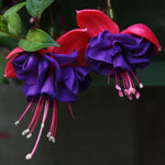 2 Fuchsia Live Plants, Fuchsia Flower Perennial for Outdoor Garden 3 to 5 Inches (Dark Purple)