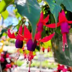 2 Fuchsia Live Plants, 5-9 Inches Tall, Trailing Flowering Fuchsia Plants Live Indoor Outdoor, Pink Purple Blooms