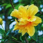 2 Double Yellow Hibiscus Tree Live Plant, Hardy Hibiscus Plants Live, 8 to 11 Inches, Hibiscus Shrub Tree for Garden
