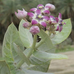 4 Milkweed Plants Live, Broadleaf Butterfly Milkweed Asclepias Tuberosa Perennial Wildflowers Swamp Common Bush, 5-9" in Tall, No Pot