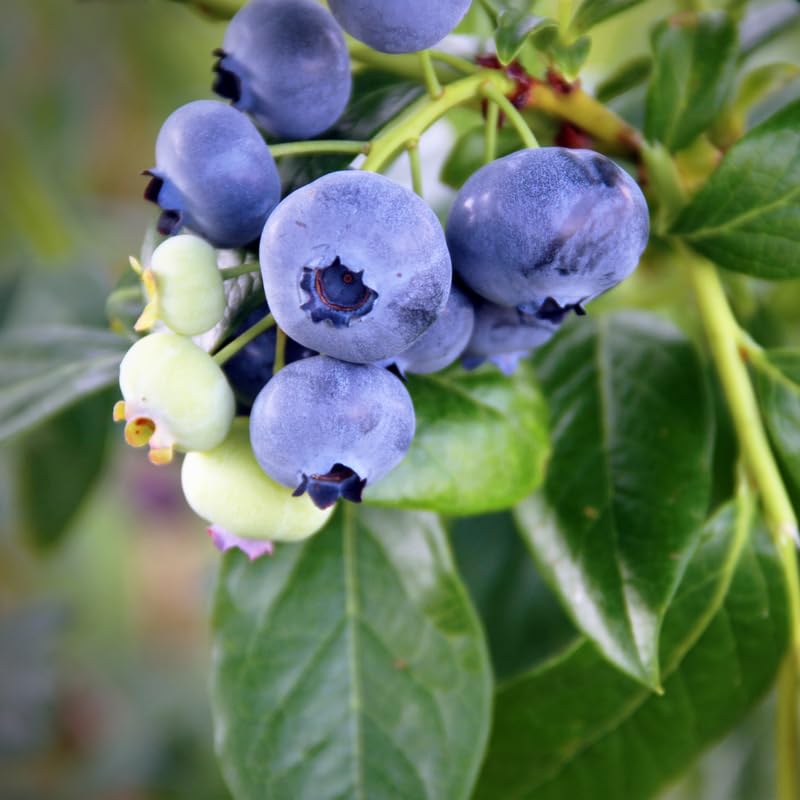 2 Blueberry Plants Live, Blueberry Trees Live Plant, Blueberry Bush Live Plant, 5-12" Tall, Blueberries Fruit Tree Ready to Grow (Duke Blueberry Plants)