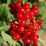 Currant Tree Live Plant for Growing, 1 Year Old, Currant Berries Fruit Tree, Currant Plant Live for Planting Your Garden, Currant Bush Live (Red Currant)