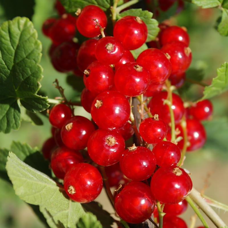 Currant Tree Live Plant for Growing, 1 Year Old, Currant Berries Fruit Tree, Currant Plant Live for Planting Your Garden, Currant Bush Live (Red Currant)