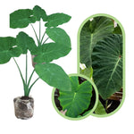 Colocasia Esculenta, Colocasia Live Plant, Elephant Ears Live Plant, Esculenta Taro Live Houseplant, 5-8 Inc Tall, No Pot (Rare Colocasia)