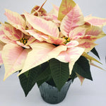 2 Poinsettia Plants Live, Pink Yellow White Poinsettia Flowers Christmas Decorations, Holiday Houseplant, Poinsettias Trees Plants, No Pot, 5-9" Tall