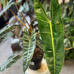 Variegated Philodendron Live Plant, Rare Indoor Houseplant Live Well Rooted 5-7 Inches, Container Growing, Home Office Decor (Long Leaves Philodendron)