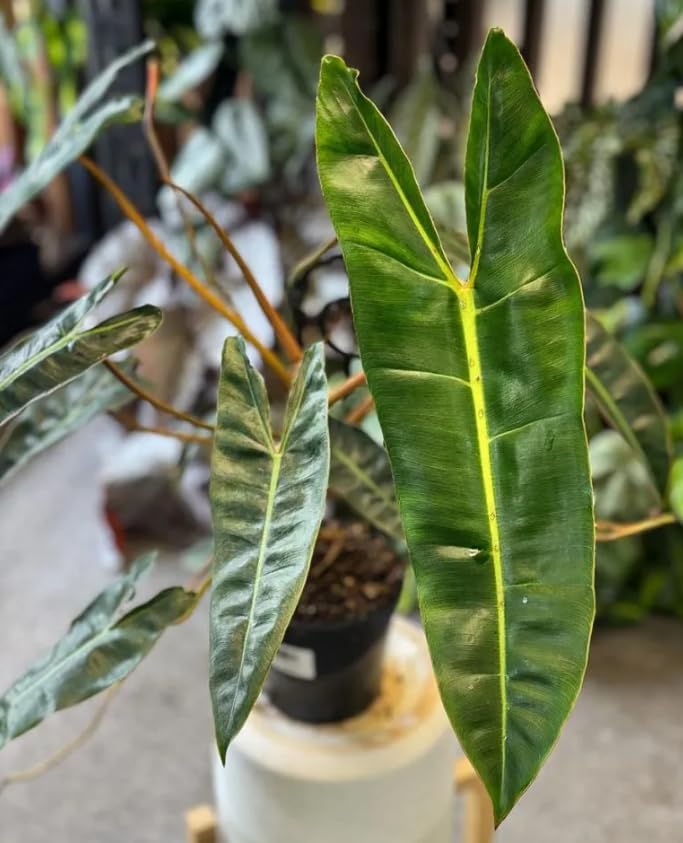 Variegated Philodendron Live Plant 4-8 Inches, Rare Indoor Houseplants for Container Growing (Billiataie Philodendron)